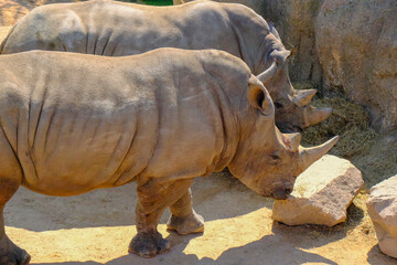 Obraz premium Two white rhinos in the wild close-up. Wild mammal animals. 