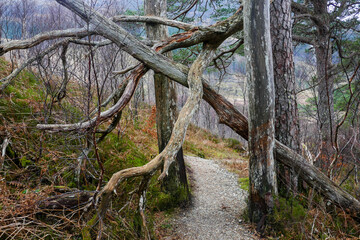 park around Loch Shiel at Ardgour Island