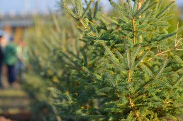 autumn, fall, tree, forest, nature, landscape, trees, yellow, sky, park, leaves, green, season, leaf, color, colorful, blue, foliage, scenic, red, orange, woods, beautiful, colors, on outdoors, tree p