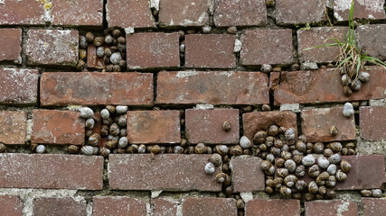 Large colonies of Garden Snails (Cornu aspersum) naturally gathered in void spaces within an old brick wall. Either hibernating or estivating following a dry spell. Textured landscape image. England. 