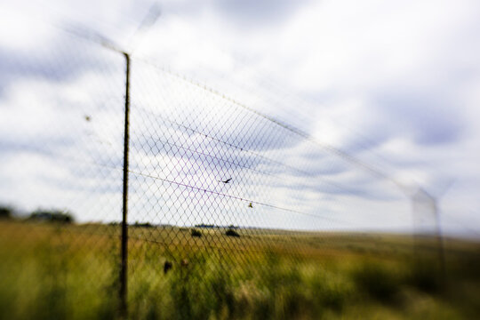 Bird flying over dreamy, liberated landscape.