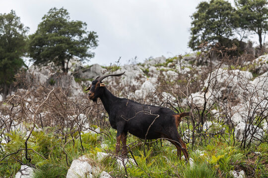 Goat in a rocky mountain