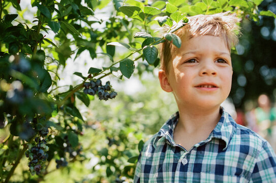 Young kid picking blueberries