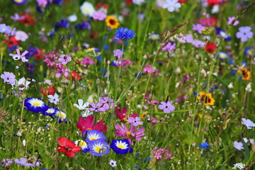 Fototapeta na wymiar Farbenfrohe Blumenwiese in der Grundfarbe grün.mit verschiedenen Wildblumen.
