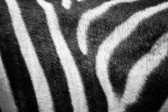 Zebra skin