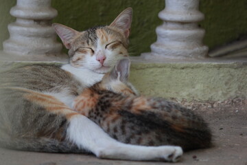 Cat and Kitten sleeping