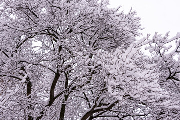 winter, Russian winter