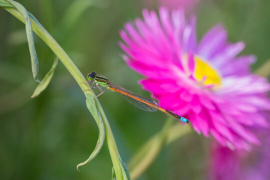 Blue tailed damselfly with bright green body and orange tail
