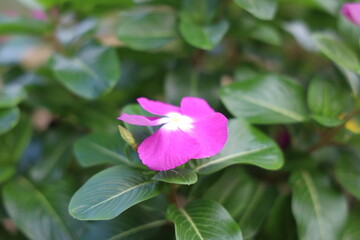 Fototapeta premium 花