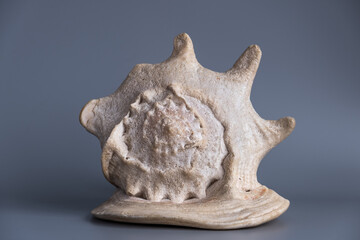 Seashell lies on a gray background