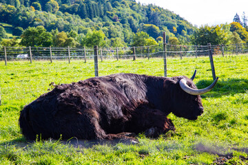Vaca negra de tierras altas de Escocia tumbada en prado verde