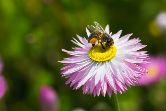 Western Honey Bee laden with pollen collects more pollen from a paper daisy flower