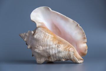 Seashell lies on a gray background