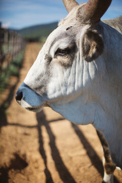 Profile of huge and beautiful maremmana primitiva bull standing in sunny pasture in Tuscany, Italy