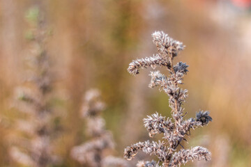 A beautiful shot of dry grass.