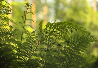 Sunlit fern fronds in a peaceful forest setting with soft background blur. Calm and lush green...