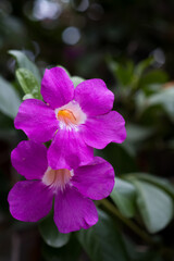 Purple flower close up