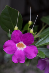 Purple flower close up