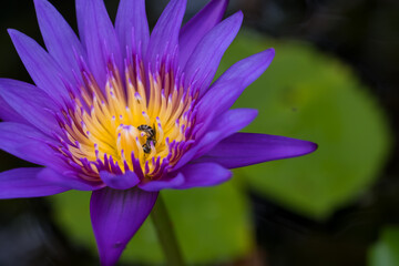A purple lotus close up with a bug in the pollen