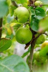 green apple on the tree