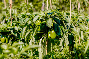 growing green peppers in the garden