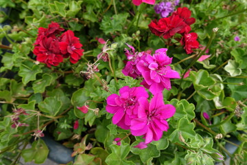 Fuchsia colored and red flowers of ivy-leaved pelargonium in August