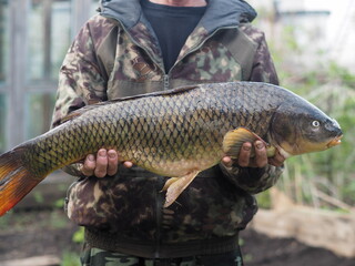 Russian rivers.Just caught river large fish carp in the hands of a fisherman.