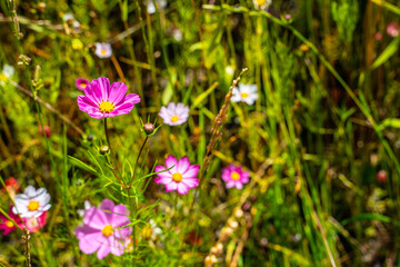 Obraz premium Close shot of colorful galsang flowers in Tibet, China.