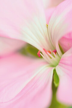 Extreme close-up of pink stork' s bill flower in bloom