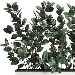 Ficus Robusta in a white pot isolated on white background