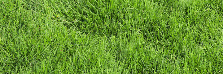 Fototapeta na wymiar Green grass banner background. Lush green grass background.