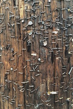 A wooden telephone pole filled with staples and nails