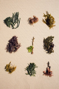 Algae onto beach sand