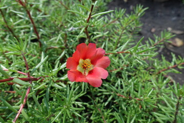 Single red flower of Portulaca grandiflora in July