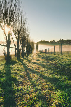 morning mist on a rural farm in South Australia