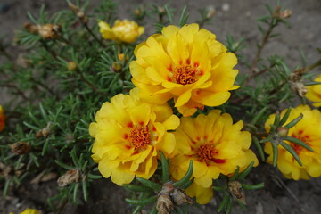 Amber yellow flowers of double Portulaca grandiflora in August