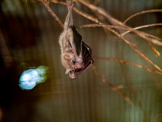 Closeup shot of a bat hanging on a tree branch with a blurred background