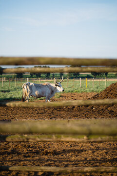 Horny white maremmana cattle in corral seen through wooden fence
