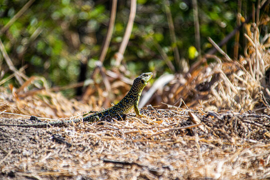 Photo of a little lizard standing in the nature 