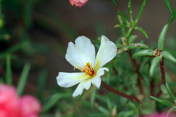 Sageleaf rock rose blooming in the light sunny day in the garde