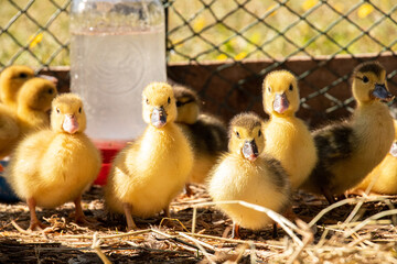 5 Ducklings Staring Straight Ahead of Them