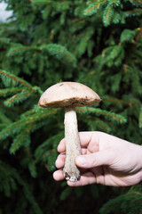 Man's hand holding a mushroom on the background of a Christmas tree