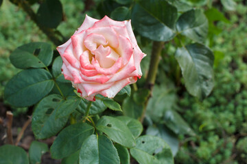 Bud of pink rose with blurred green natural background.