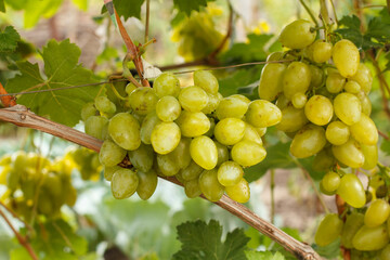 Bunches of ripe white grapes on a bush