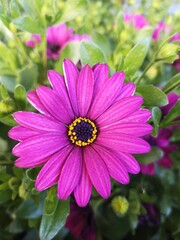 Obraz premium flores en jardines de Madrid,España