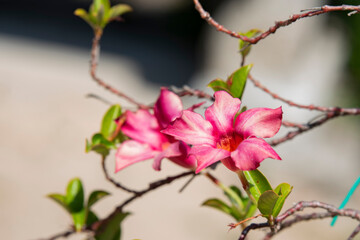 Beautiful and colorful flowers