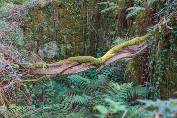 An old mill in ruins