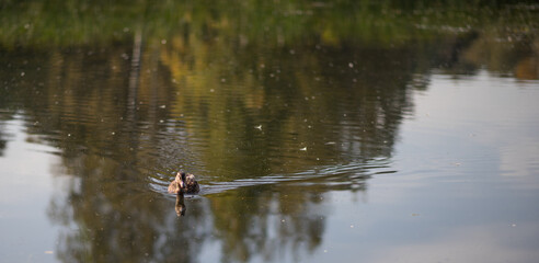 Fototapeta na wymiar duck in the autumn pond
