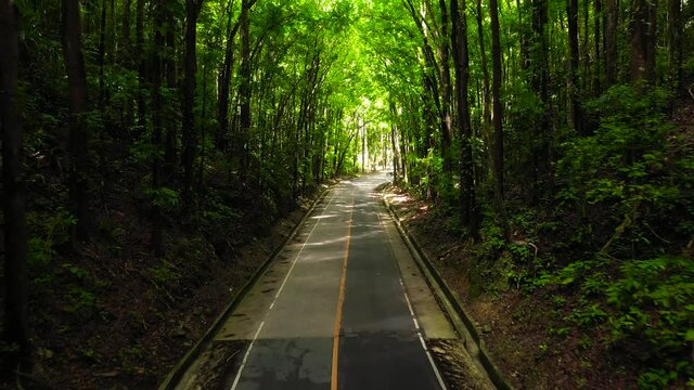 Road through Bilar Man-Made Forest on Bohol island, Philippines. Green sunny forest landscape.