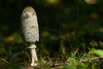 Immature cylindrical creamy White Shaggy Cap Mushroom which becomes bell shaped as it matures.